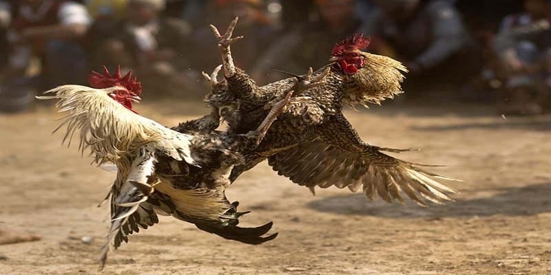 cockfighting-3