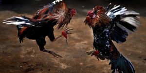 Top 5 Cockfighting Breeds Most Popular Today